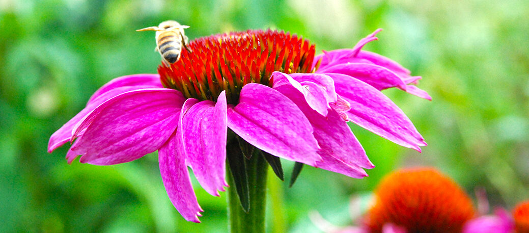 Bee Echinacea