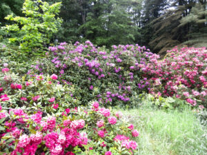 Rhododendrons abloom