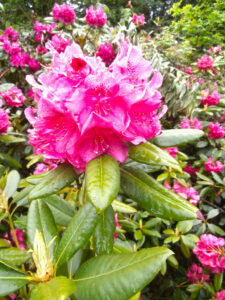 Rhododendron flower