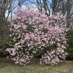 Leonard Messel magnolia