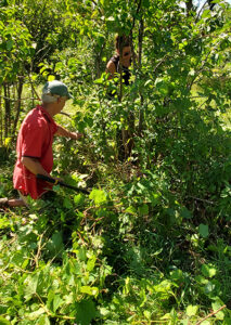 Cleaning out invasives