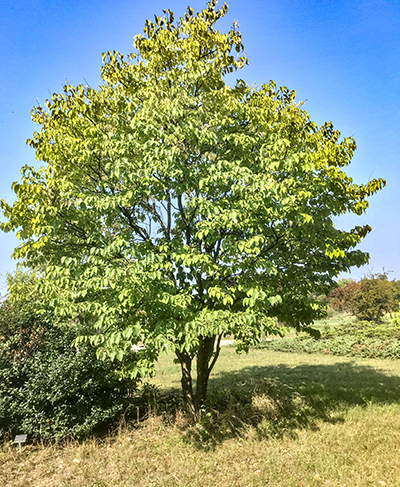 Japanese Tree Lilac